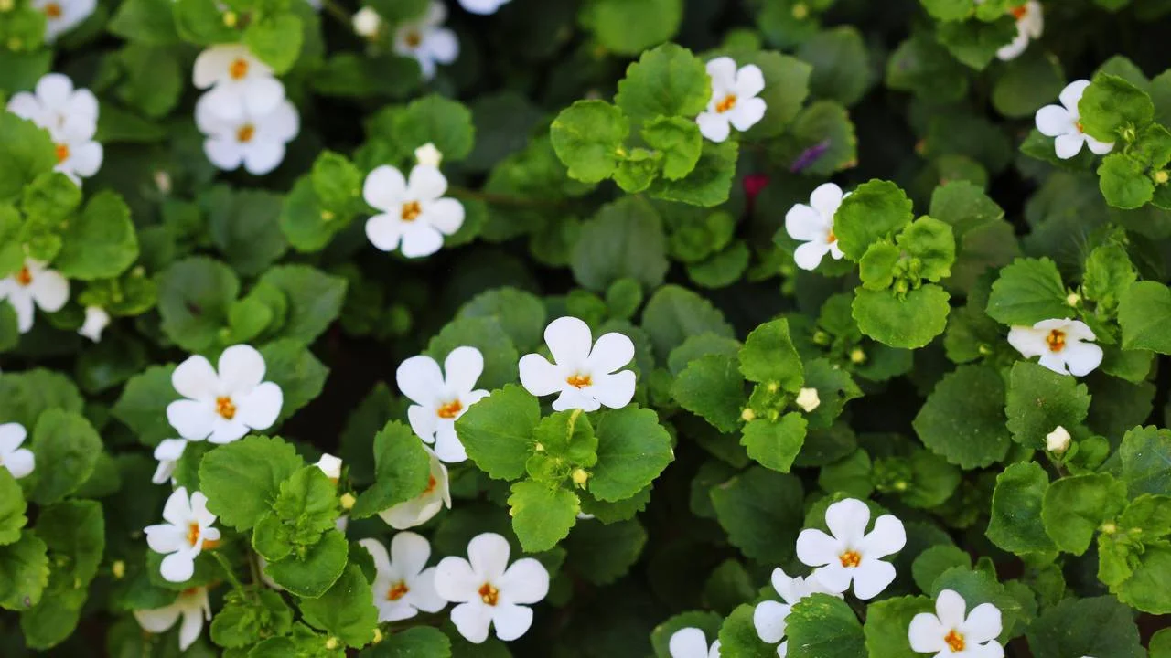 Bacopa Monnieri