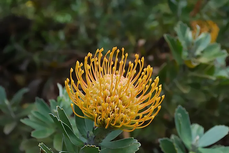 Rhodiola Rosea